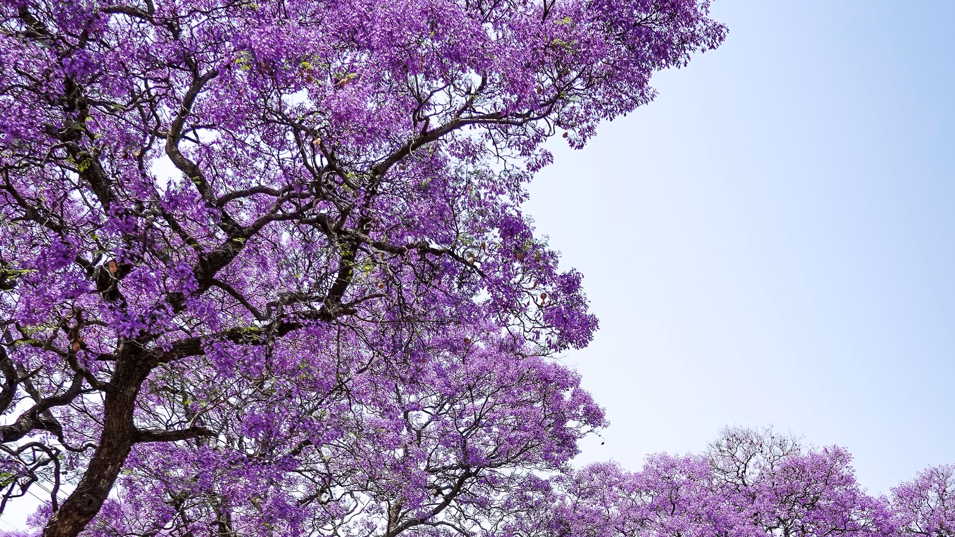 Jacaranda trees in full bloom over a quiet avenue – the southern African spring
